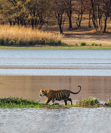 Ranthambore-National-park deccan gt